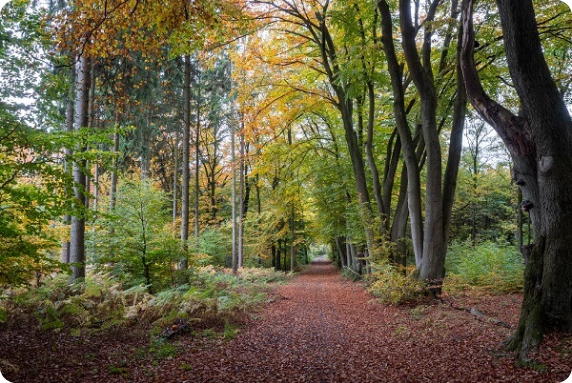 Trauerwanderung Natur