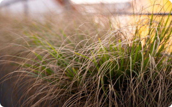 Pflege und Psychoonkologie
